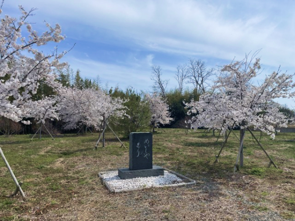 記念碑と桜を左から撮影