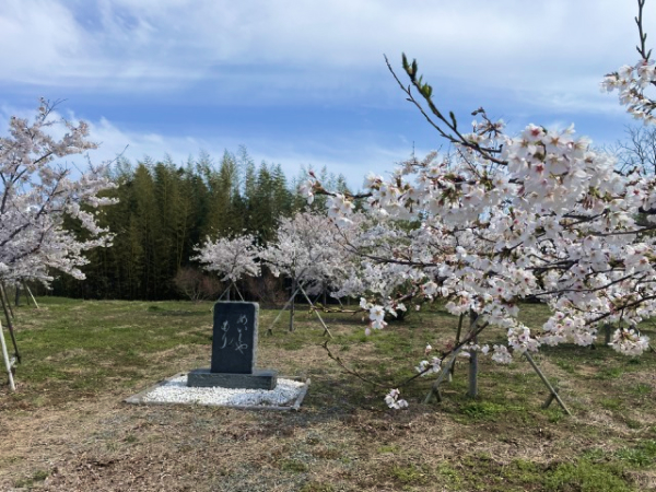 記念碑と桜