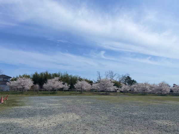 遠くから撮影した桜