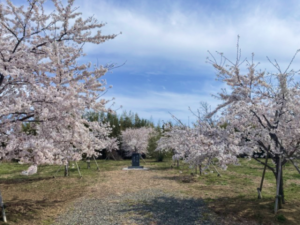 記念碑と桜を遠くから撮影